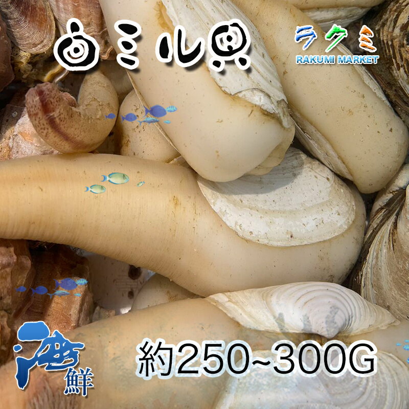 活白ミル貝 国産 約1kg 1個約250〜300g 中華炒め 天ぷら 内臓と足の煮つけ 干もの