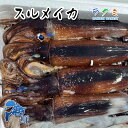 スルメイカ 3kg(1kg 約2~3杯) 北海道・青森産 するめいか 烏賊 醤油焼き 醤油焼き 唐揚げ