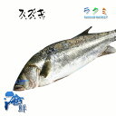 千葉産 スズキ 1尾 約1.8〜2kg すずき 刺身 奉書焼き ムニエル 唐揚げ 切り身 高級魚 1