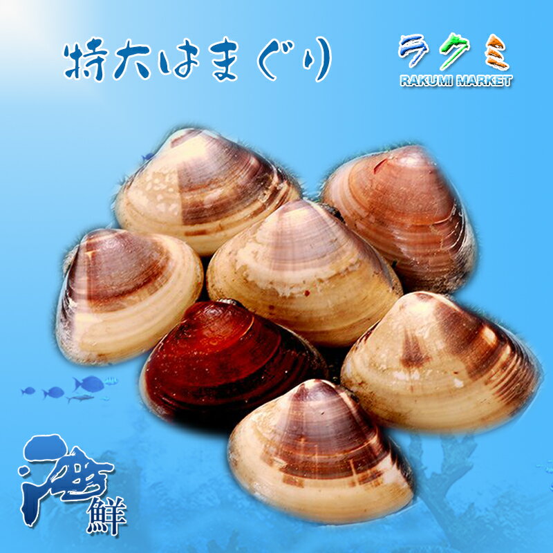 特大 活地はまぐり 1個約80~100g　千葉県産 ビックリはまぐり はまぐり ハマグリ 蛤 国産 貝 1kg