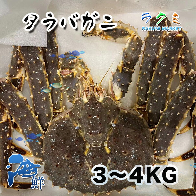 タラバガニ 生タラバガニ1尾 約4~5kg ロシア 北海道 蒸す 煮る（塩ゆで、鍋） 焼く 汁（みそ汁）