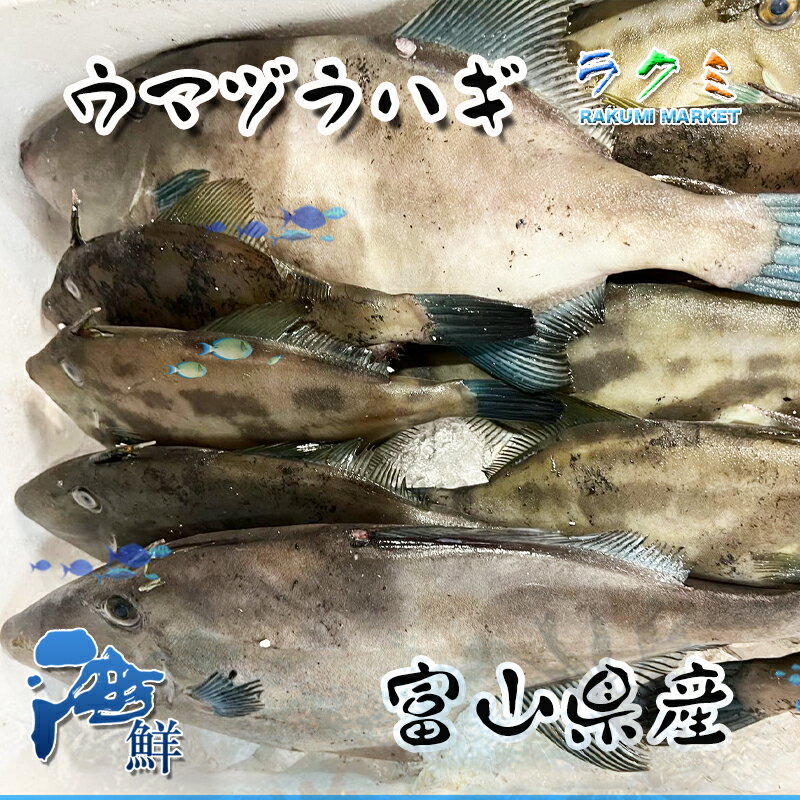 活 〆天然 ウマヅラハギ 1kg 一尾約400〜500g 刺身 塩焼き 唐揚げ ちり鍋