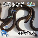 活 うなぎ ウナギ 国産 愛知または静岡産 1kg 1尾 約250g 4Pサイズ 鰻 うなぎ 白焼き 蒲焼き ギフト 鰻 プレゼント お祝い 人気 内祝い 誕生...