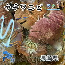 天然 うちわ海老 1kg 1匹 約200~300g 海老 うちわえび 素焼き 塩ゆで 刺身(4)