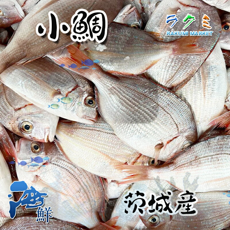 【業務用】小鯛 1kg 1尾150~200g 鯛 タイ たい 茨城産 塩焼 鯛汁 鯛の煮付け 鯛の昆布じめ 唐揚げ