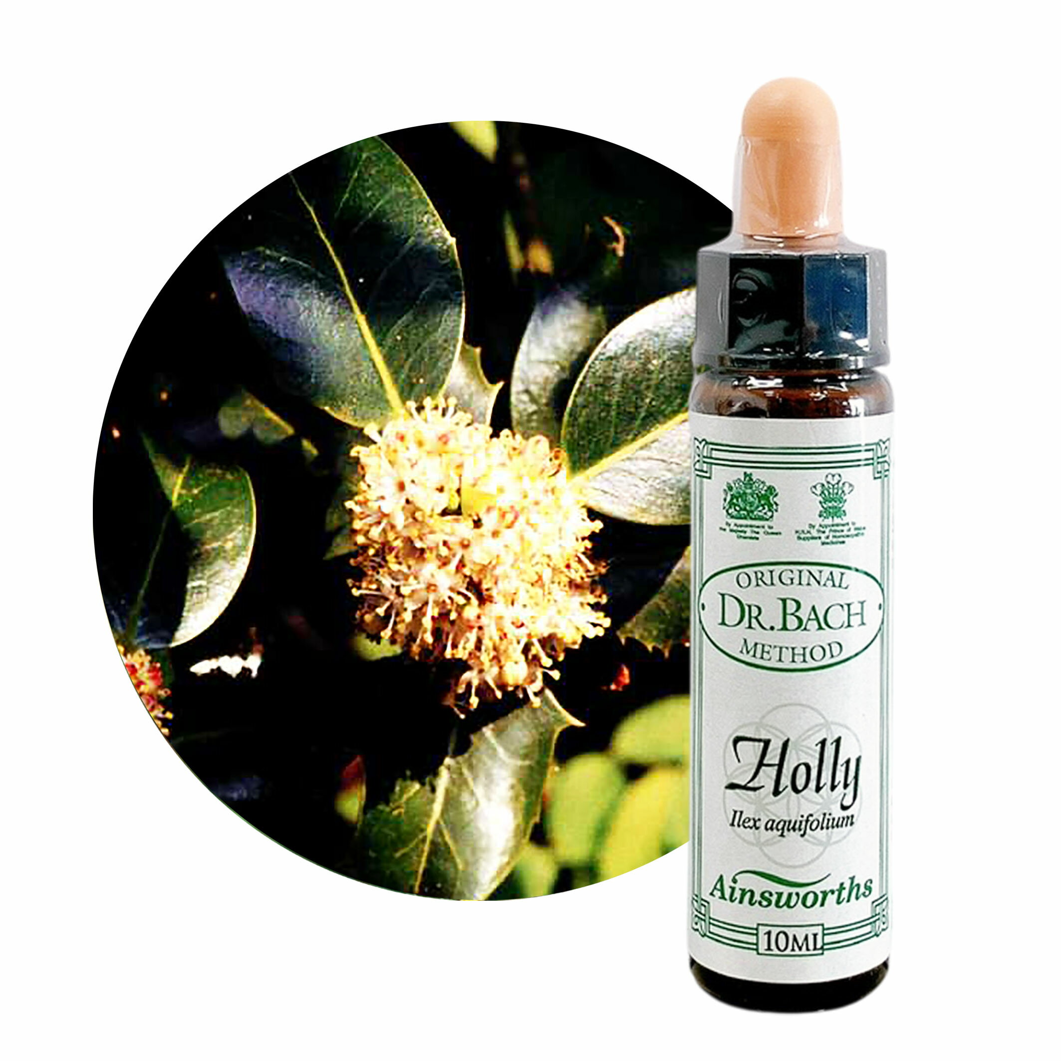 樂天商城 - ホリー　Holly　10ml 【英国王室御用達】エインズワース バッチフラワーエッセンス【正規輸入品【メール便選択で送料無料】嫉妬、羨望、復讐、猜疑心