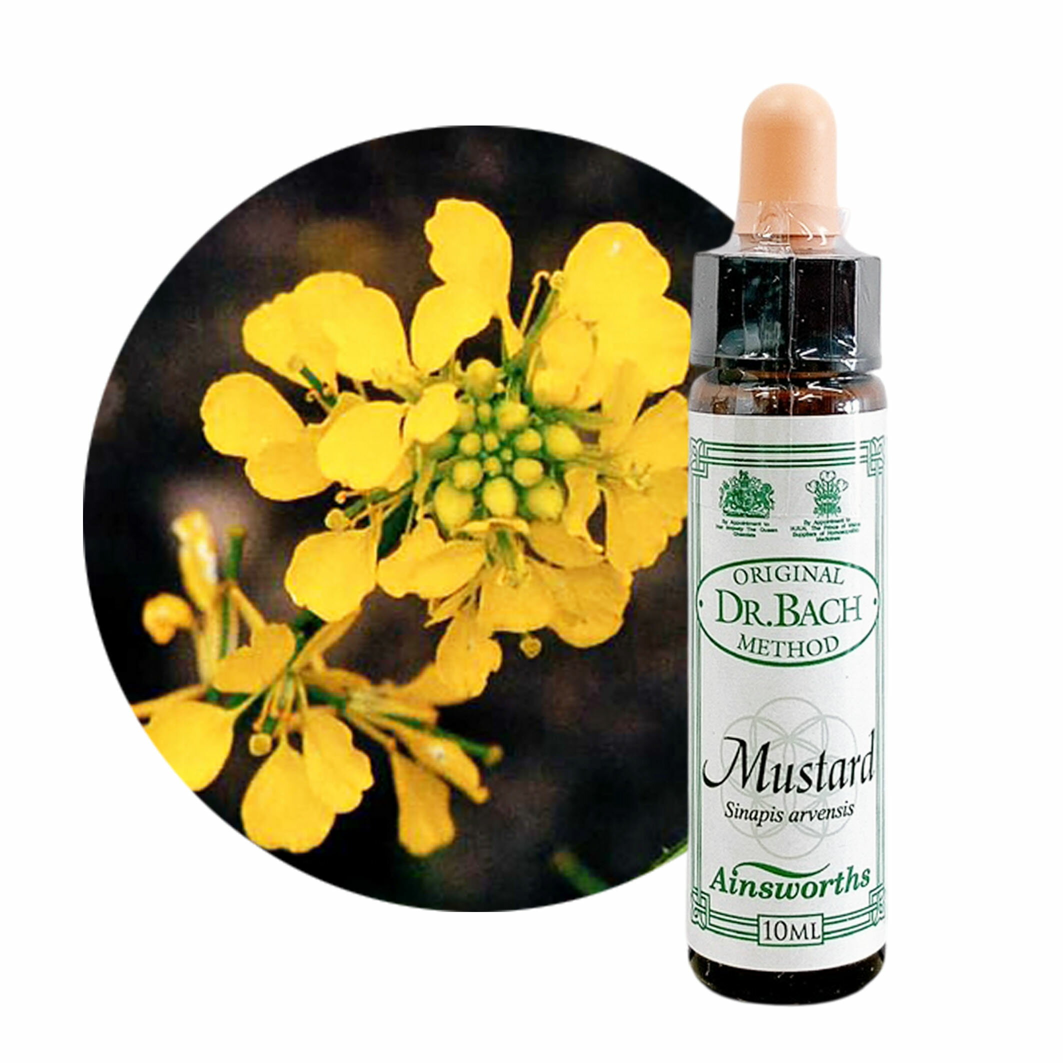 樂天商城 - マスタード　Mustard　10ml 【英国王室御用達】エインズワース バッチフラワーエッセンス【正規輸入品【メール便選択で送料無料】理由もなく憂うつで落ち込む時に