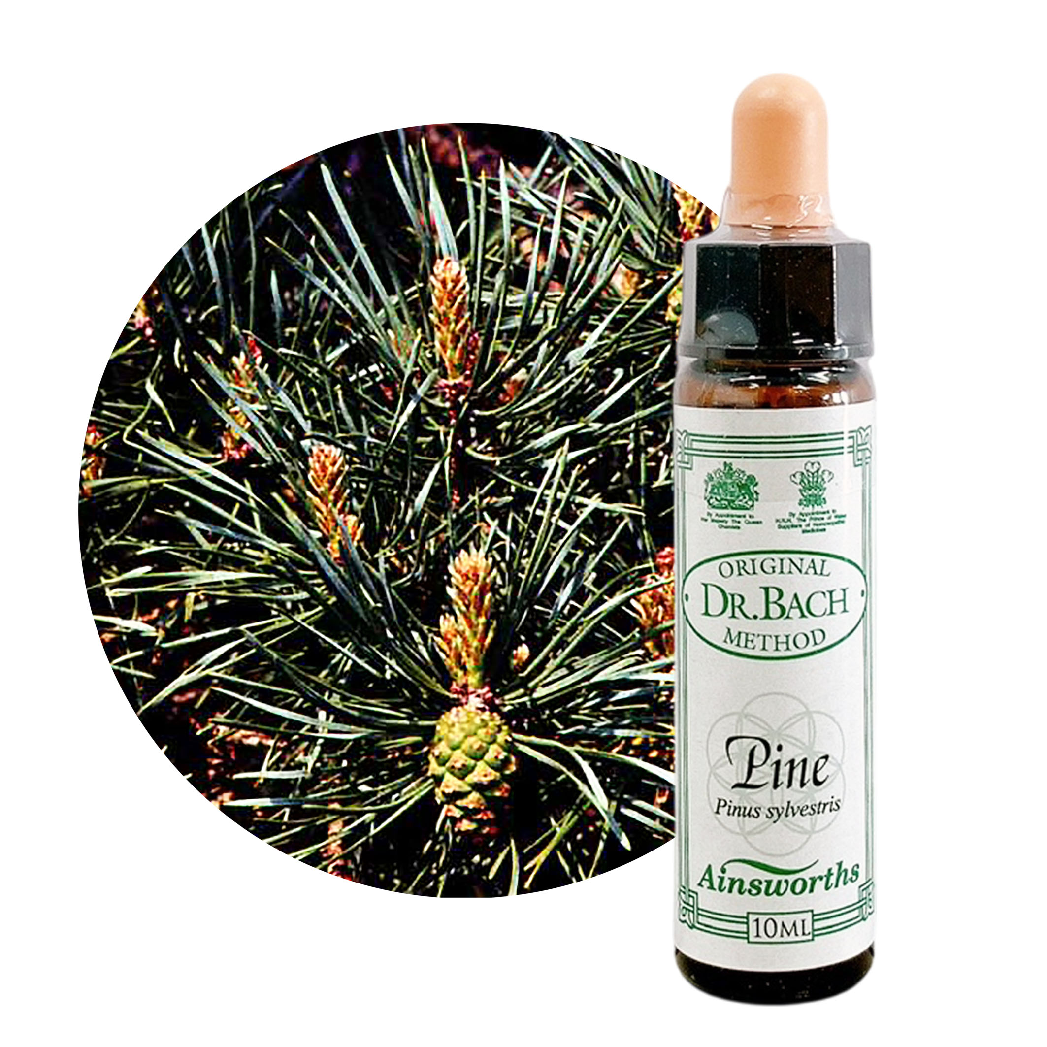 樂天商城 - パイン　Pine　10ml 【英国王室御用達】エインズワース バッチフラワーエッセンス【正規輸入品【メール便選択で送料無料】 自己を肯定し、尊重できる