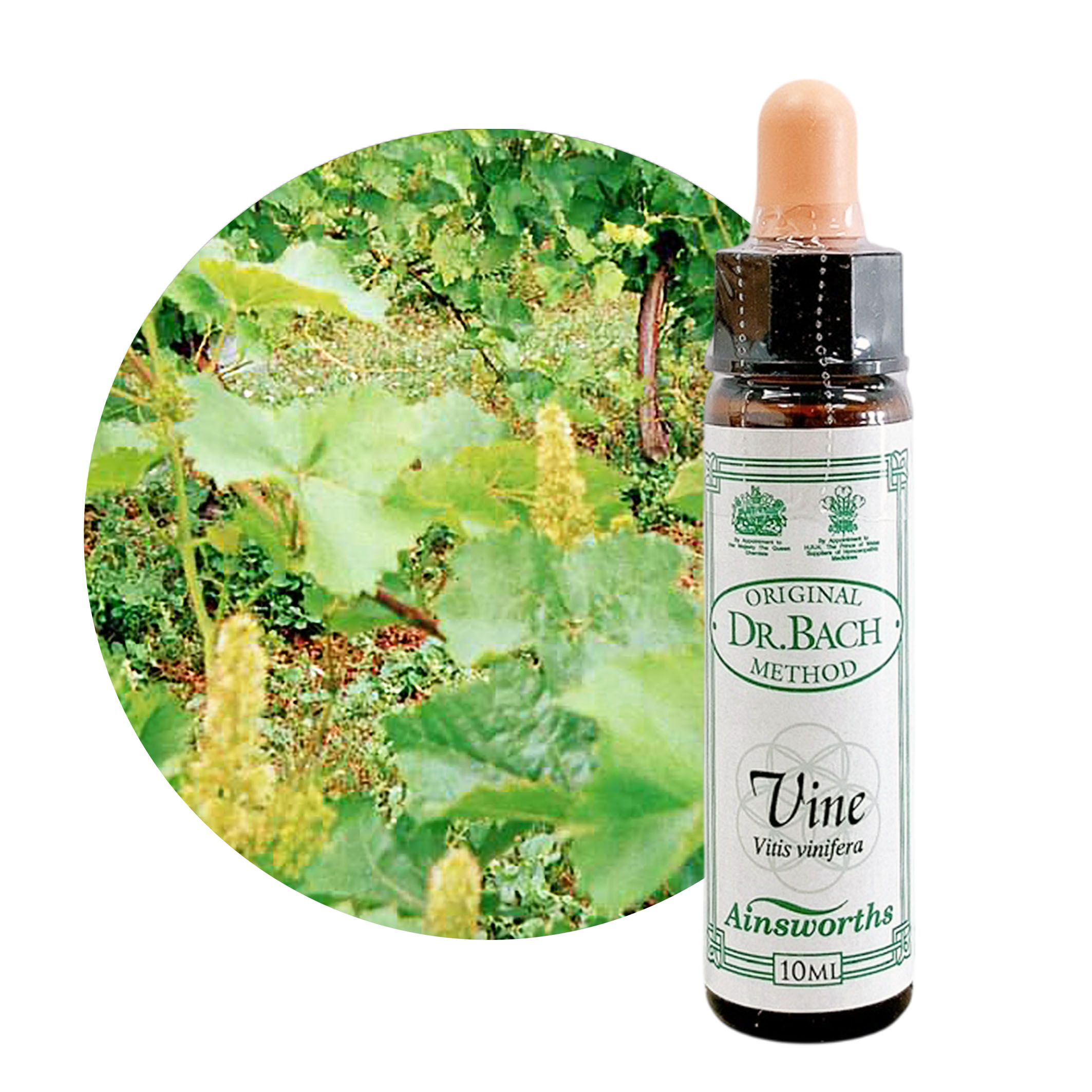 樂天商城 - ヴァイン　Vine　10ml 【英国王室御用達】バイン　エインズワース バッチフラワーエッセンス【正規輸入品【メール便選択で送料無料】わがままで攻撃的な
