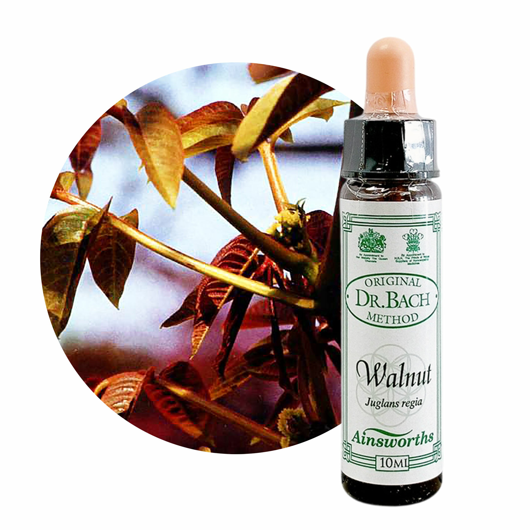 樂天商城 - ウォールナット　Walnut　10ml 【英国王室御用達】ウォルナット　エインズワース バッチフラワーエッセンス【正規輸入品【メール便選択で送料無料】気持ちの切り替えが早くなる