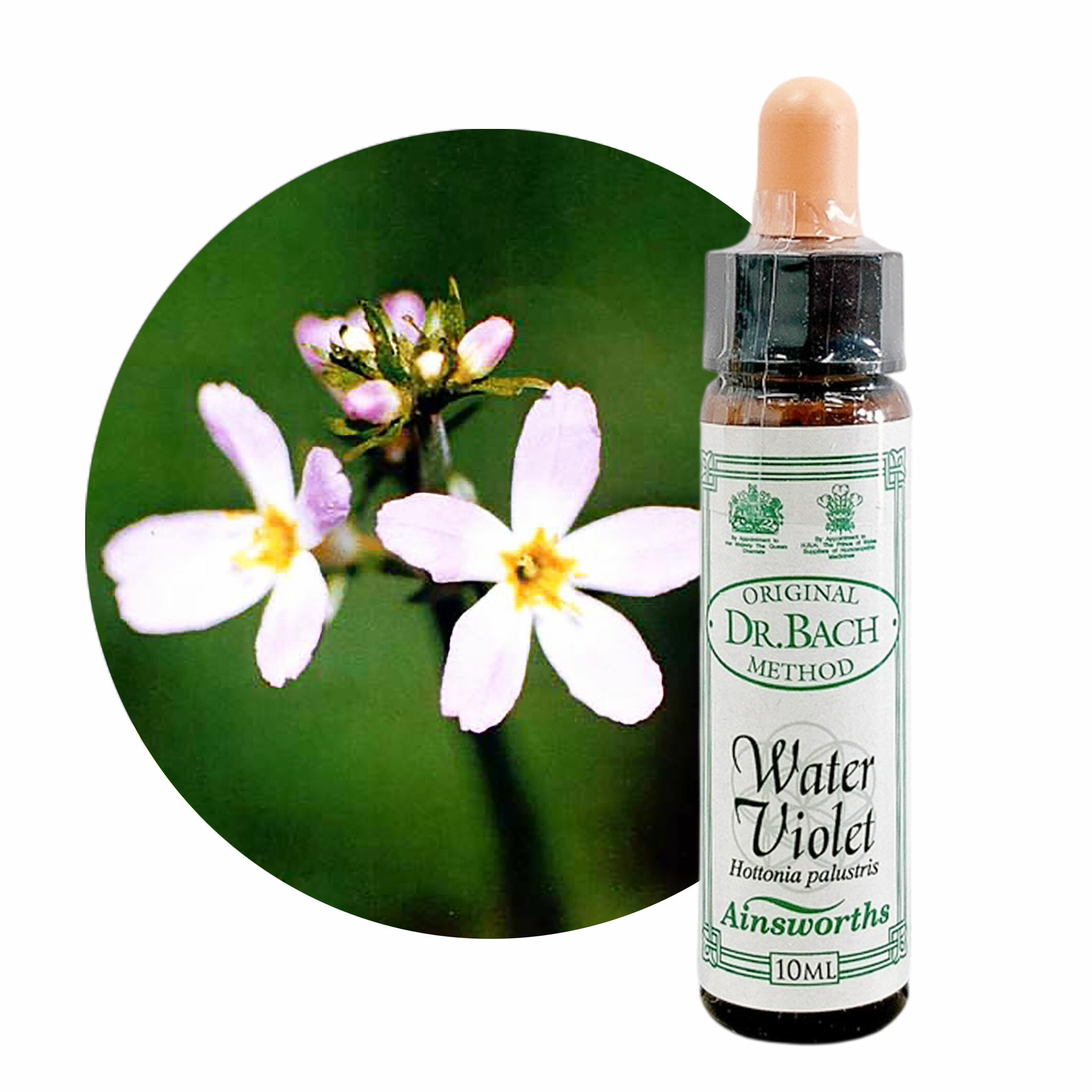 Aroma Oil - ウォーターバイオレット　Water Violet　10ml【英国王室御用達】エインズワース バッチフラワーエッセンス【正規輸入品【メール便選択で送料無料】人に共感できるようになる