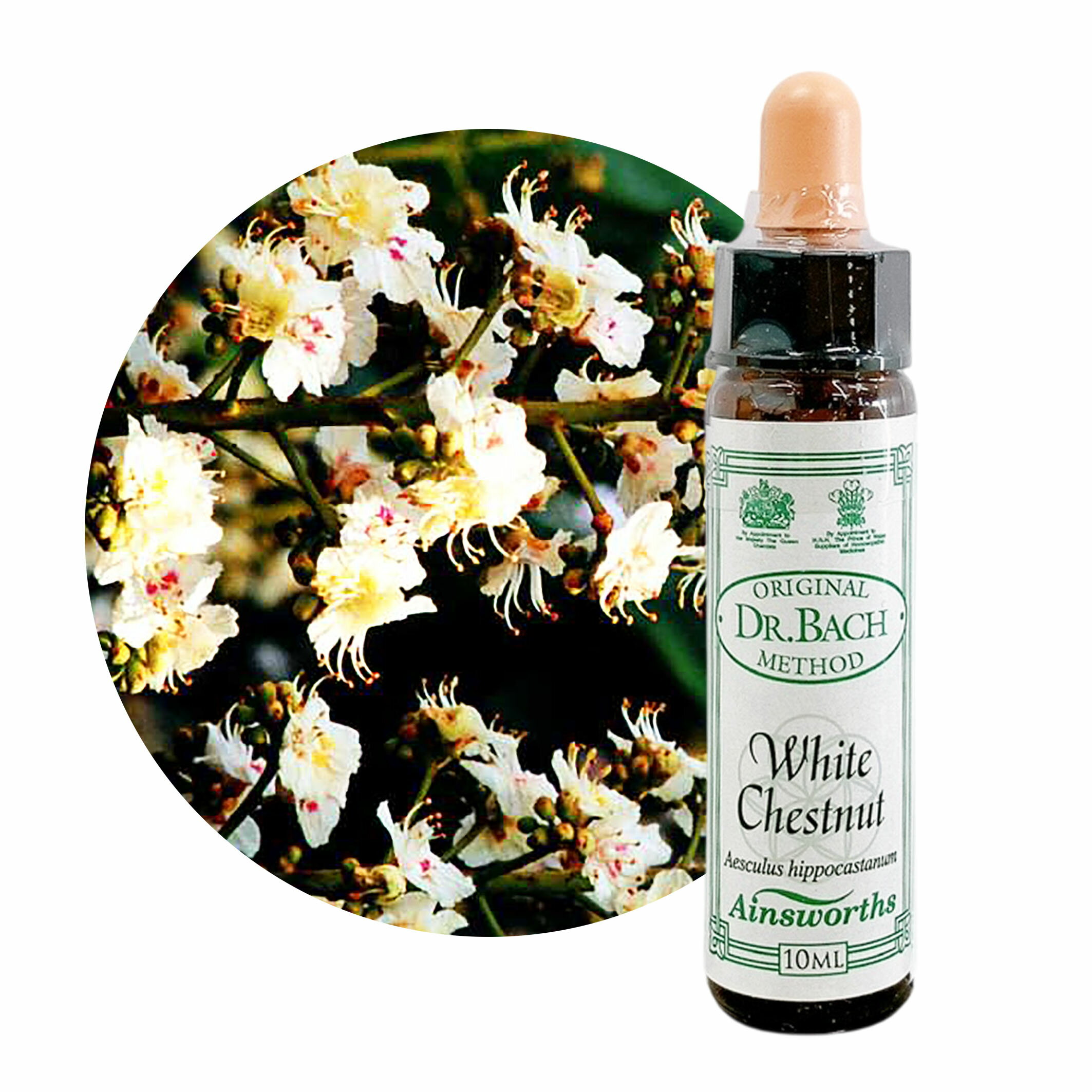 樂天商城 - ホワイトチェストナット　White Chestnut　10ml【英国王室御用達】エインズワース バッチフラワーエッセンス【正規輸入品【メール便選択で送料無料】心配事が堂々めぐりで落ち着かない