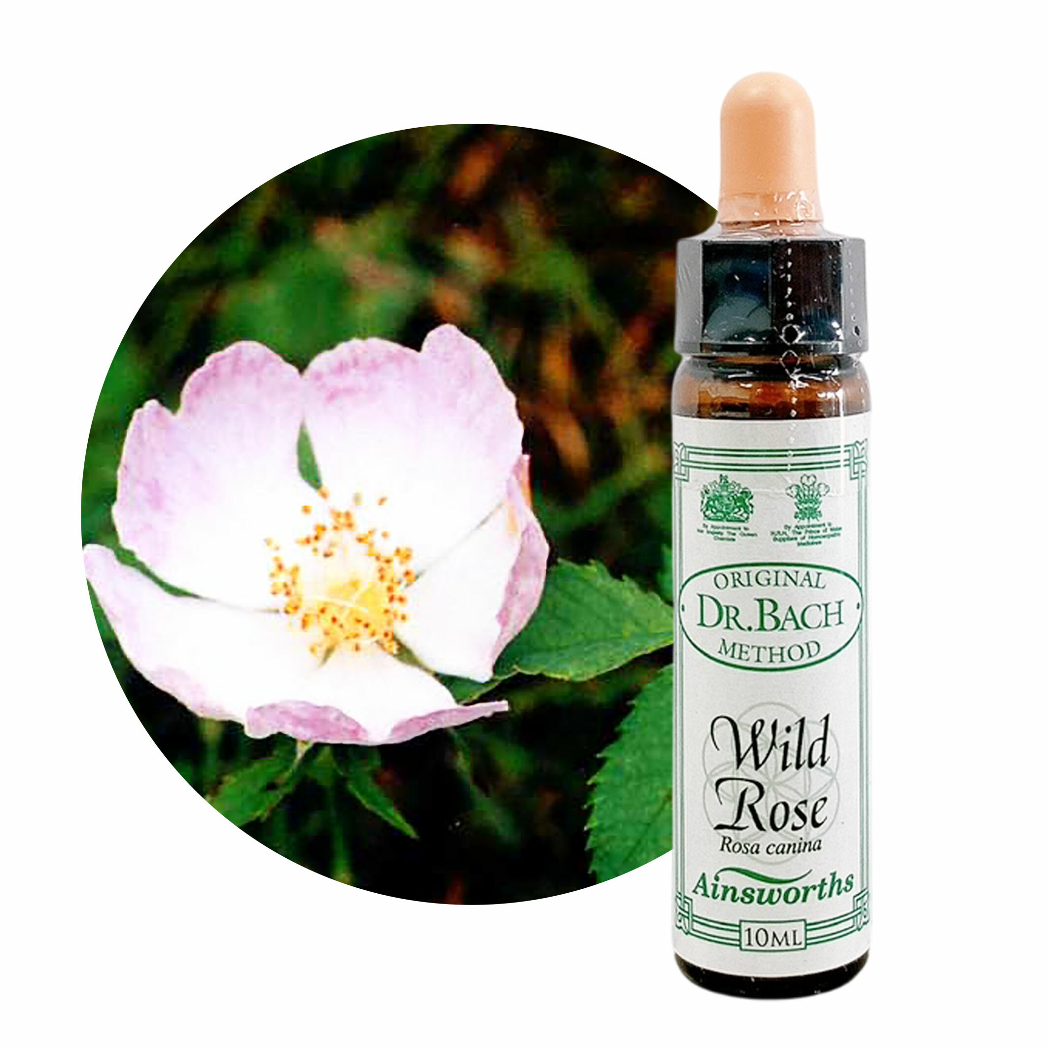 樂天商城 - ワイルドローズ　Wild Rose　10ml【英国王室御用達】エインズワース バッチフラワーエッセンス【正規輸入品【メール便選択で送料無料】無気力・無関心・あきらめ