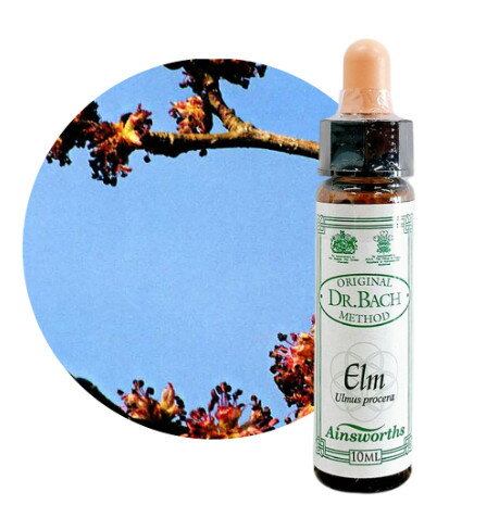 樂天商城 - エルム　Elm　10ml 【英国王室御用達】エインズワース バッチフラワーエッセンス【正規輸入品】【メール便選択で送料無料】 きっとやれると思える