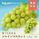 【予約】1房1kgのビッグサイズ!山梨県産シャインマスカット ★9月上旬~中旬頃お届け予定★ 山梨県山梨市産!迫力満点のジャンボサイズぶどう 丸山フルーツ農園 楽天ファームこだわり農家直送