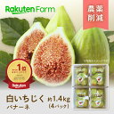 【予約】静岡県産いちじく”バナーネ” 約1.4kg(4パック) ★8月上旬~9月下旬頃お届け予定★ ねっとり食感で甘い白イチジク 皮が柔らかいので丸ごと食べられる 望月園芸 楽天ファームこだわり農家直送