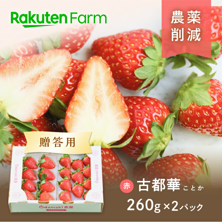 【発送中】奈良県産特別栽培いちご”古都華 ことか ” 2パック ★ご注文順に発送～5月下旬頃お届け予定★ 奈良県のオリジナル品種のいちご OdaMaki農園 楽天ファームこだわり農家直送