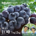 【発送中】長野県産”種なし巨峰”家庭用 約1kg/2kgから選べる|8月下旬~9月下旬頃お届け予定|信州中野つどい農園 楽天ファームこだわり農家直送