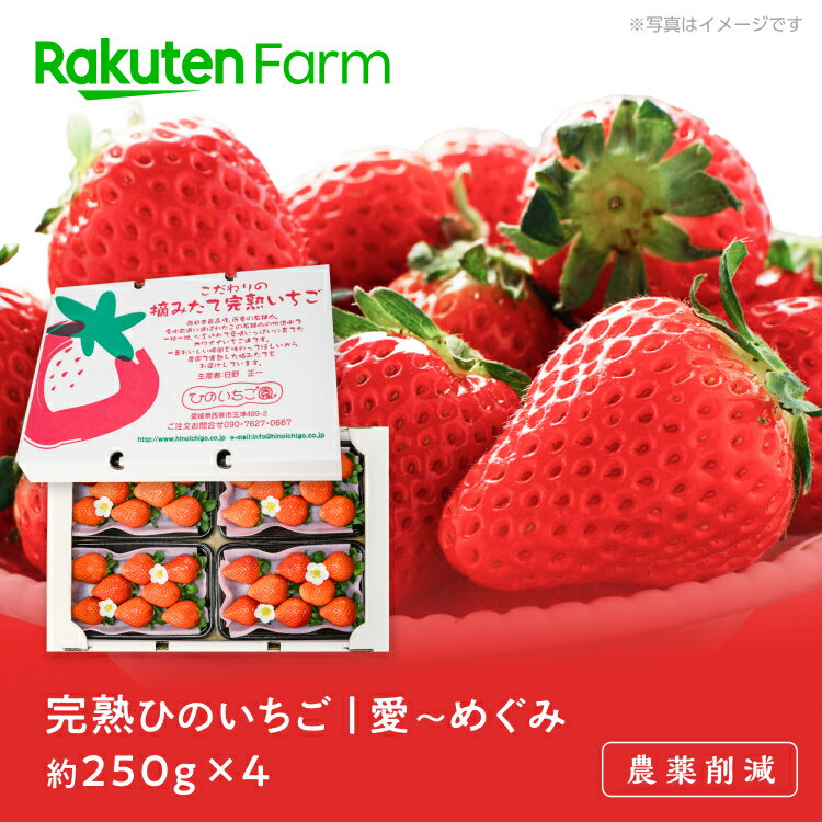 【今期は販売終了】完熟ひのいちご「愛〜めぐみ」 約250g×4パック（大トレー） ★12月上旬～3月下旬頃 お届け予定★樹上完熟 16種類の中から収穫時に一番美味しい状態のものをお届け のし対応可 愛媛県西条市 ひのいちご園 こだわり農家直送