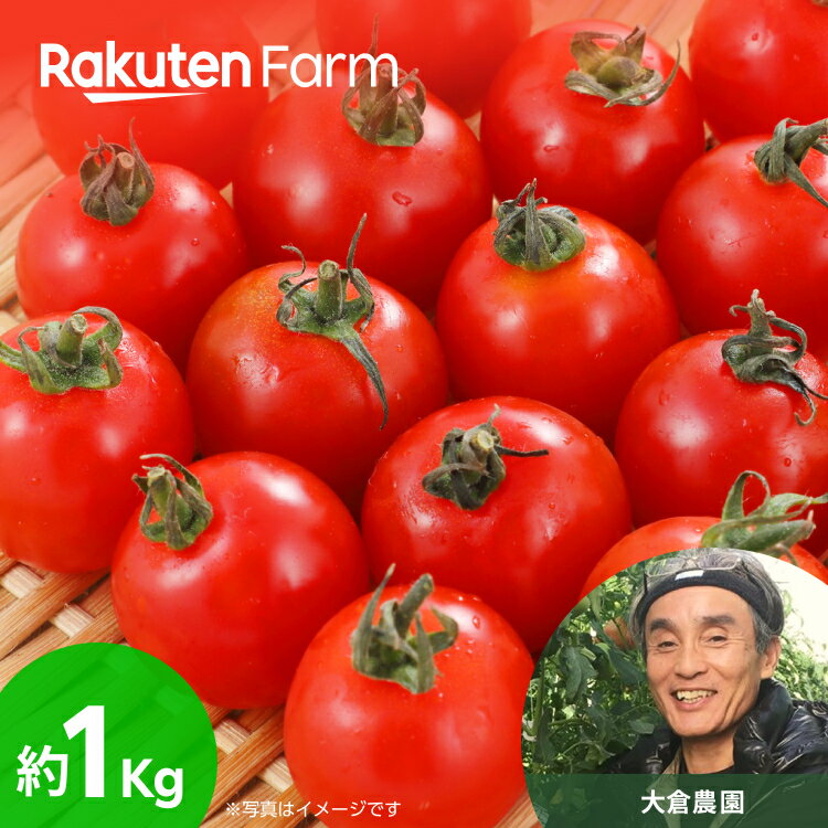 【日時指定可】千葉県産ミニトマト 1kg(4パック) 日時指定OK★最短7日で発送★プチっと弾けて甘い！芳醇な味わいのオランダ生まれの特選品種