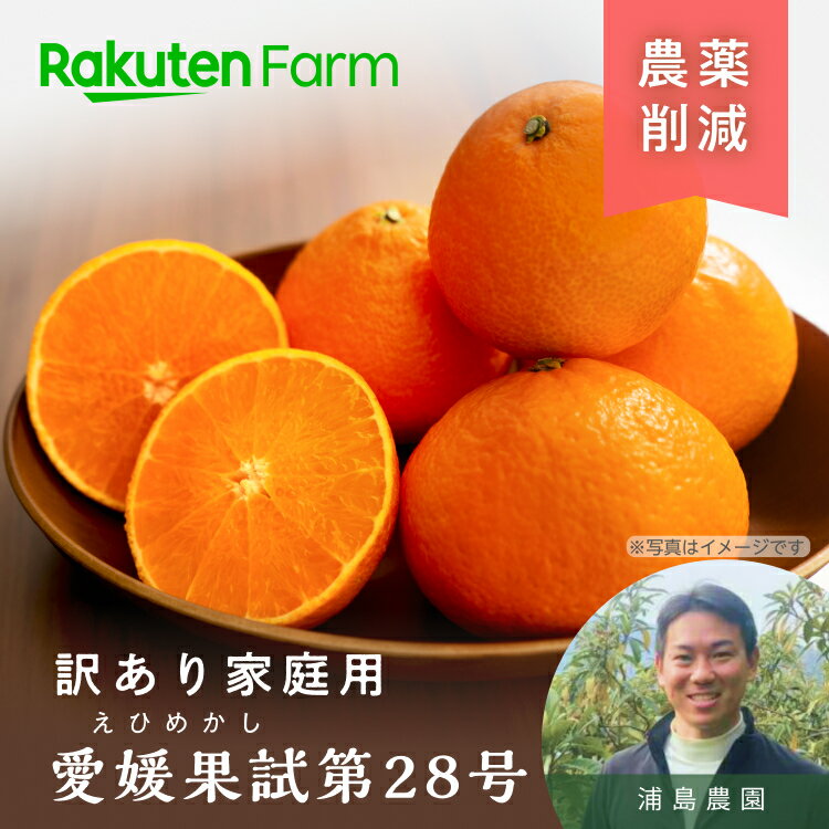 【予約】愛媛県産 ”訳あり”愛果28号(愛媛果試第28号) 5kg★12月中旬～1月上旬頃お届け予定★ 農薬・化学肥料70％削減栽培※JA全農えひめ栽培指針比　除草剤・ワックス不使用浦島農園　楽天ファームこだわり農家直送のサムネイル