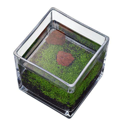 ニッソー 育てる水草の種 グリーンカーペット＆ロック(12セット)【NISSO(ニッソー)】