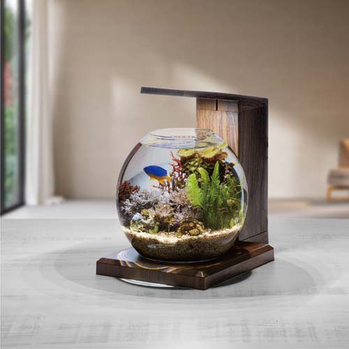 ���饹������ PERCO B-Dark Wood(2���å�)