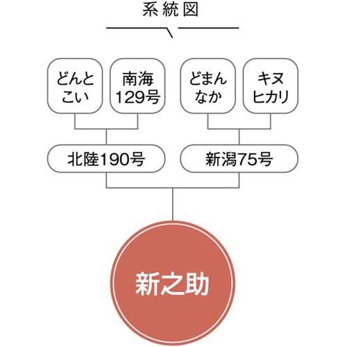 令和5年産 無洗米 新潟県産 新之助(5kg)【パールライス】[米 精米 無洗米 新潟 新之助 パールライス 白米]