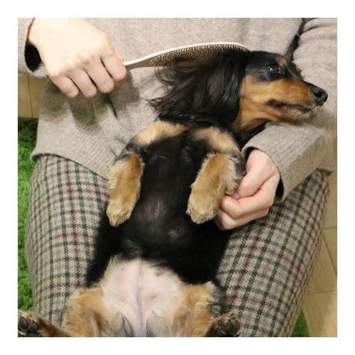 ドギーマン なで犬(わん)しゃもじ(3セット)【ドギーマン(Doggy Man)】