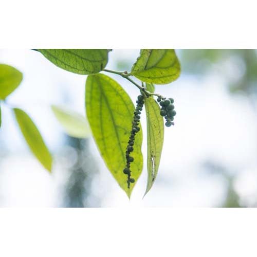 黒胡椒 ホール(30g*2袋セット) rakuten24-11127161 楽天24 サンプル画像3