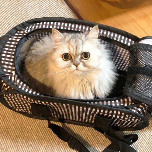 猫壱 ポータブルキャリー(12セット)