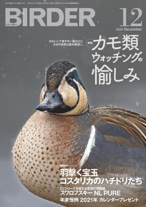 BIRDER2020年12月号