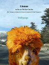Llamas As Far As The Eye Can See - 500+ Prompts on Topics for Writers In Search ...