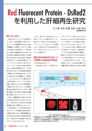 最新実験技術 : 第1回 種々の発光色を利用した in vivoバイオイメージング / Red Fluorecent Protein - DsRed2 を利用した肝細再生研究