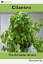 Cilantro, the Coriander Greens