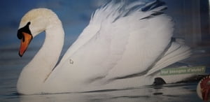 ŷKoboŻҽҥȥ㤨una unica sfumatura di biancoŻҽҡ[ Emanuele Brancati ]פβǤʤ171ߤˤʤޤ