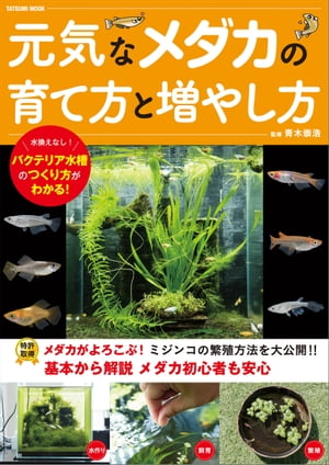 元気なメダカの育て方と増やし方