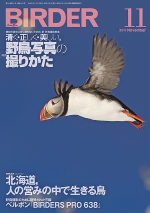 BIRDER2019年11月号