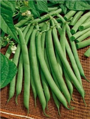 A Crash Course on How to Grow Bush Beans