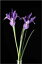 Growing Irises for Beginners