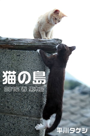 猫の島 2016春 男木島