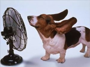 How to Treat Heat Stroke in Dogs