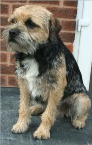 Border Terriers for Beginners