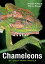 Chameleons of Southern Africa