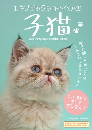 エキゾチックショートヘアの子猫