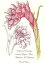 Original Drawings Including Ginger, Yew, Hawthorn & CapsicumŻҽҡ[ Dandi Palmer ]