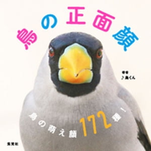 鳥の正面顔