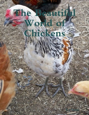 The Beautiful World of Chickens