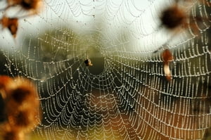 ŷKoboŻҽҥȥ㤨SpiderwomanŻҽҡ[ Donna Kay Kakonge ]פβǤʤ117ߤˤʤޤ