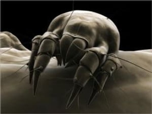 A Crash Course on How to Get Rid of Dust Mites